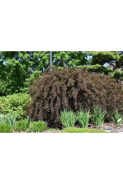 Ред Барон підходить для сучасних ландшафтних рішень.